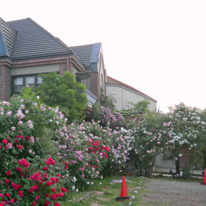 岐阜市則武 薔薇館 薔薇園 のご紹介 ぐろぶろぐ