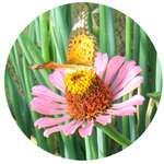 0826_hana10.jpg