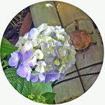 120607_hana3.jpg