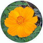 120904_hana11.jpg