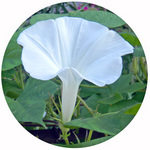 120907_hana2.jpg