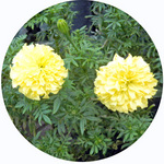 120914_hana16.jpg