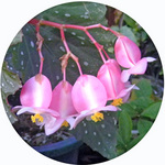 121009_hana7.jpg