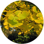 121107_hana1.jpg
