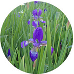 1300507_hana5.jpg