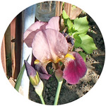 1300507_hana9.jpg