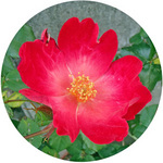 1300510_hana8.jpg