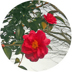 130116_hana1.jpg