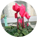 130128_hana12.jpg