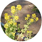 130304_hana12.jpg