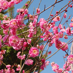 130305_hana10.jpg