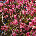 130305_hana9.jpg