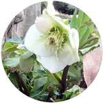 130308_hana5.jpg