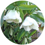 130311_hana17.jpg