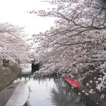 130330_sakura10b.jpg