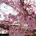 130330_sakura1a.jpg