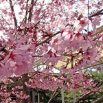 130330_sakura1b.jpg