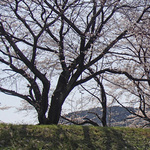 130330_sakura3a.jpg