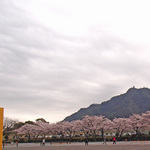 130330_sakura7a.jpg