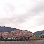130330_sakura7b.jpg