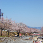 130330_sakura8a.jpg