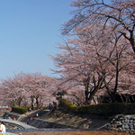 130330_sakura8b.jpg