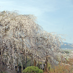 130330_sakura9b.jpg