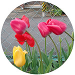 130408_hana4.jpg