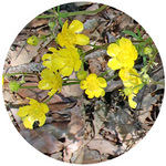 130428_hana_dodo6.jpg