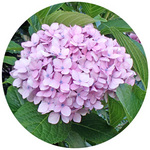 130703_hana3.jpg