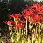 130920_hana1.jpg