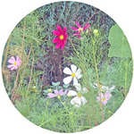130920_hana3.jpg