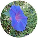 131004_hana1.jpg