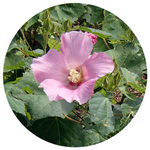 131007_hana11.jpg