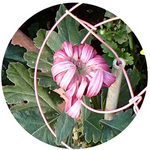131101_hana14.jpg