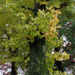 131111_kouen1.jpg