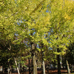 131114_yuhi1.jpg