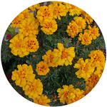 131121_hana10.jpg