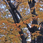 131122_hana6.jpg