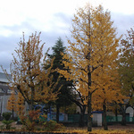 131129_kouyou3.jpg