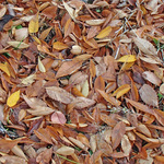 131129_kouyou5.jpg