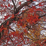 131211_hana4.jpg