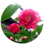 131224_hana2.jpg