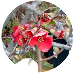 131224_hana6.jpg
