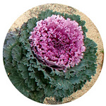 131224_hana7.jpg