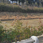 fujikawa2_top1.jpg