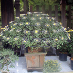 kikuka_11.jpg