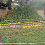 kikuka_15.jpg