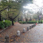 kikuka_3.jpg