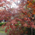 kikuka_4.jpg